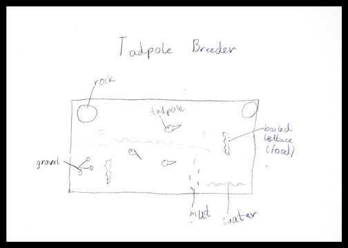 tadpole breeder plan