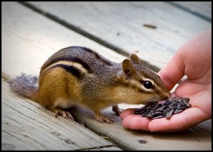 chipmunk eating from hand