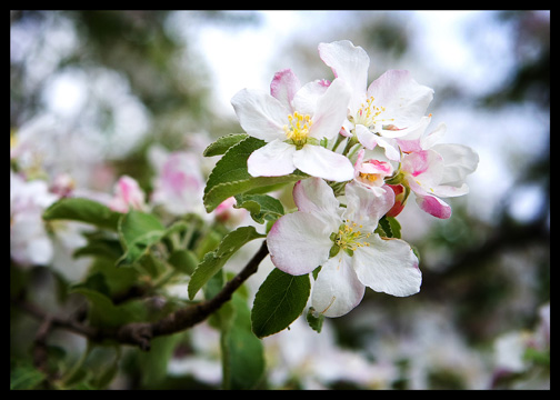 pink-apple-blossom