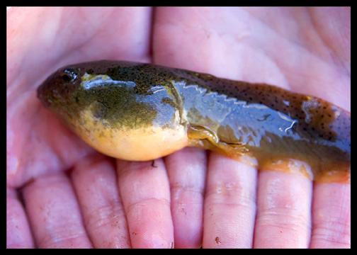 bullfrog-tadpole-growing-legs
