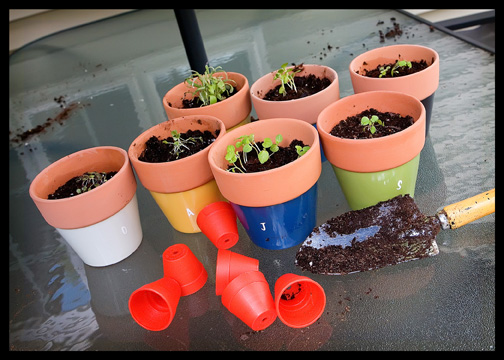 re-potting-little-plants