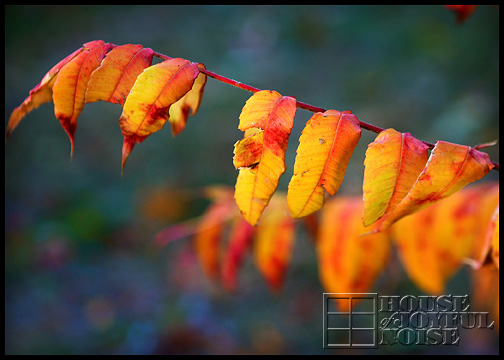 fall-foliage-fire-colors