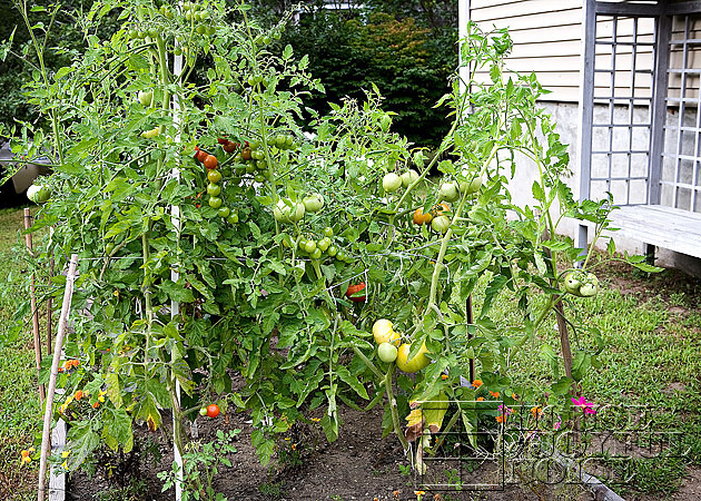vegetable garden photos