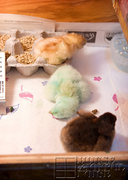 chick-coloring-incubation-embryology-6
