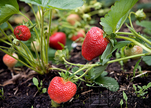 01_strawberries