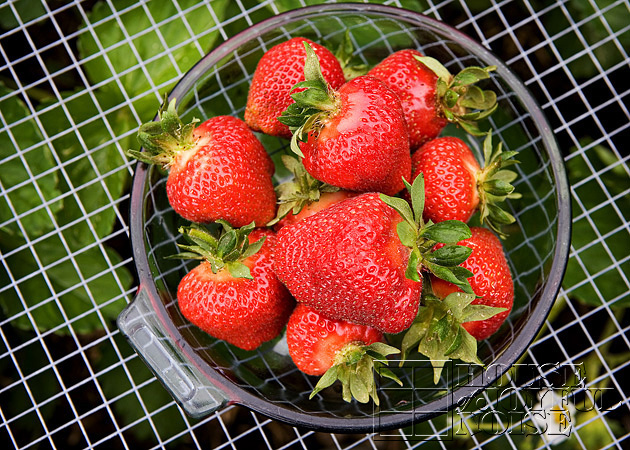 04_picked-strawberries