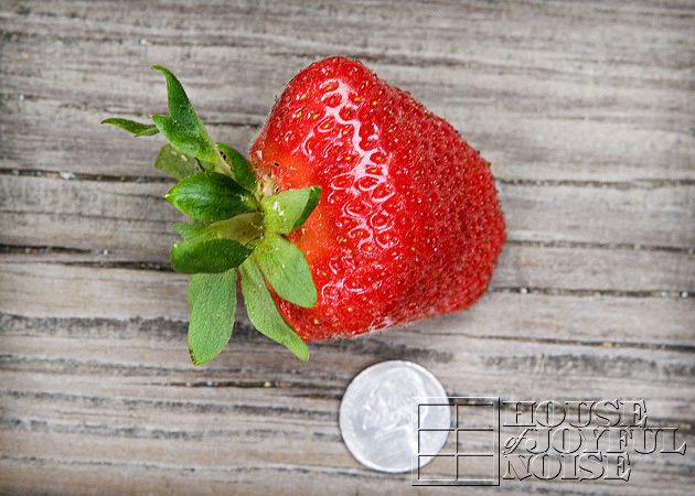 06_huge-strawberry