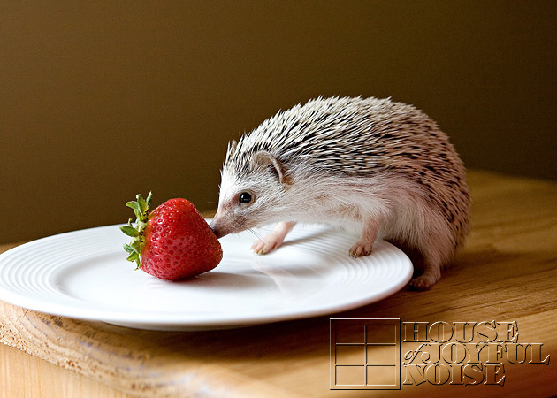 13_hedgehog_strawberry
