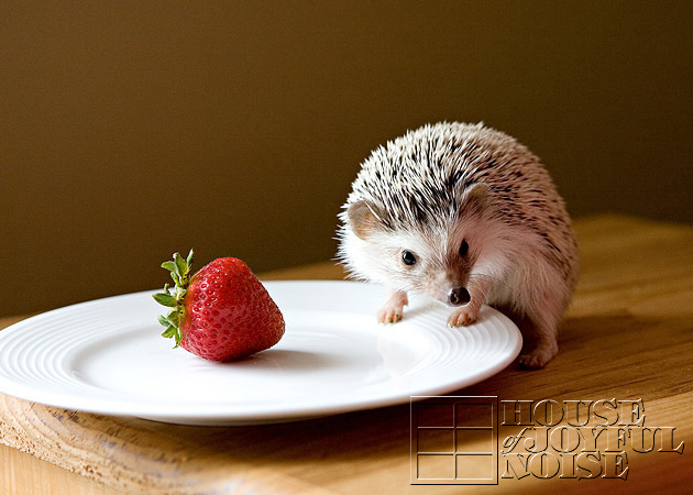 14_hedgehog_strawberry