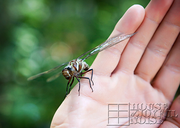 huge-dragonfly-4