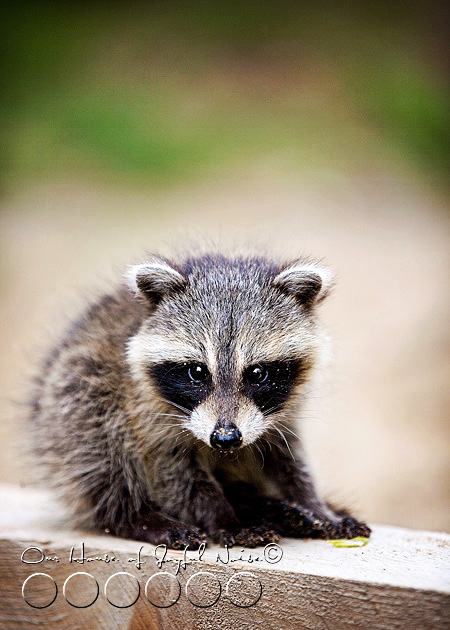 baby-raccoon-study-homeschooling-8