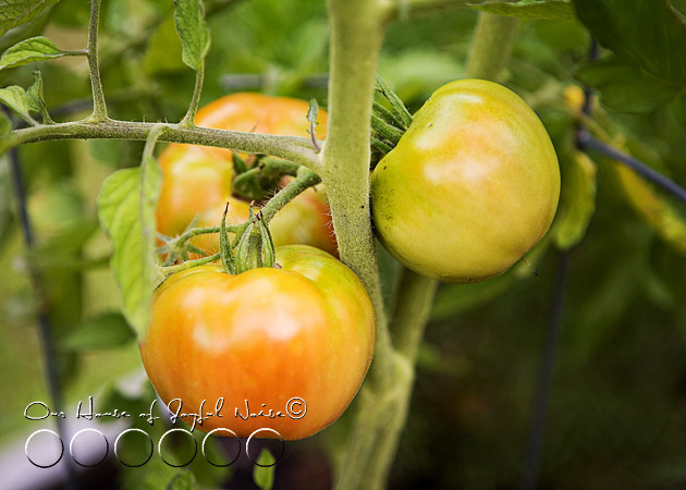 009_tomatoes-on-vine