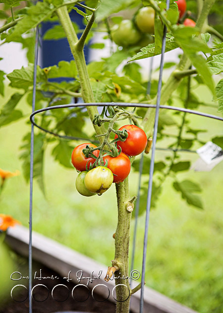 010_cherry-tomatoes-gardening