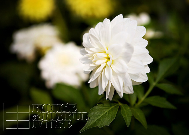 005_chrysanthemum-flowers