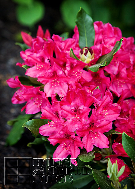 007_azaleias-flowering-bush
