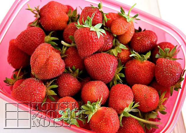 lessons-learned-growing-strawberries-4