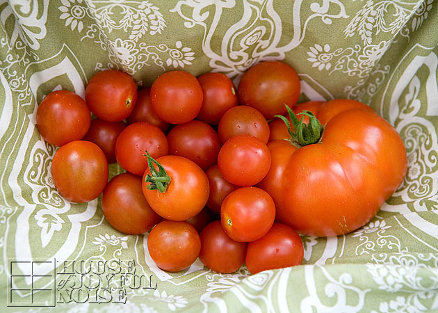 001_garden-tomatoes-in-skirt