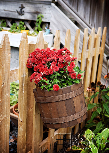 burgandy mums in wooden bucket hanging on picket fence