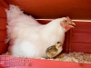 12_baby-chicks