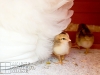 21_baby-chicks