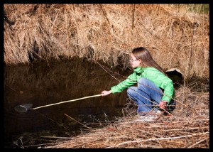 bullfrog-tadpole-hunting (2)