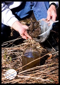 bullfrog tadpole hunting