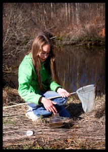 bullfrog-tadpole-hunting (4)