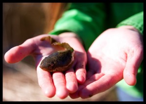 bullfrog-tadpole