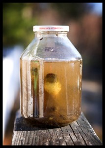 bullfrog-tadpoles-in-jar