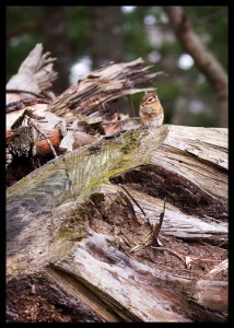 chipmunk on tree stumps