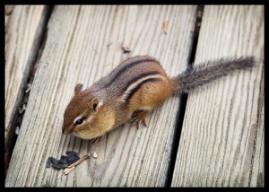 chipmunk