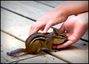 chipmunk eating from hand