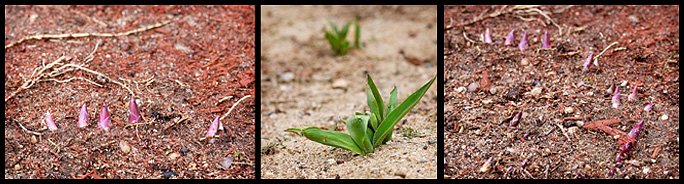 hostas breaking ground