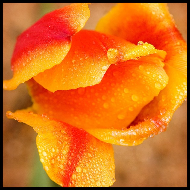 tulip close-up with water droplets