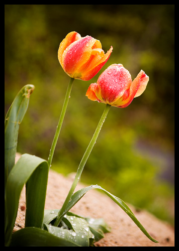 yellow and orange tulips