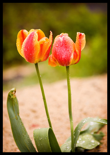 yellow and orange tulips