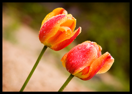 yellow and orange tulips