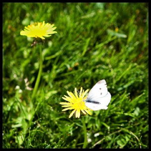white moth and dandelions