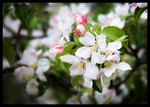 apple-blossom