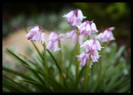 bell flowers