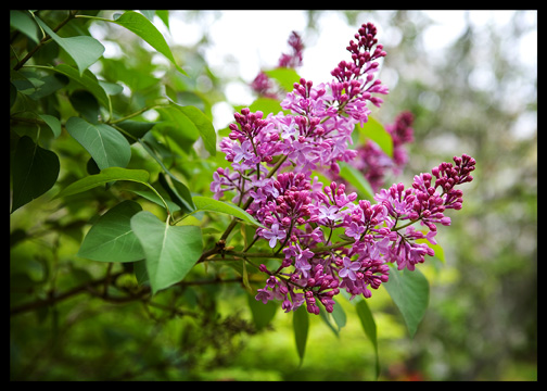 lilacs