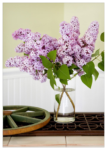 lilacs displaye in home