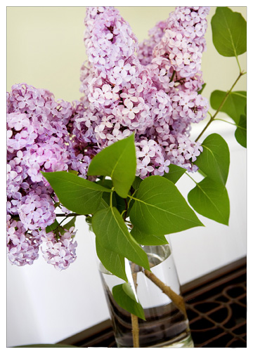 lilacs displaye in home