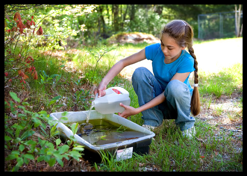 water-change-tadpoles-breeder