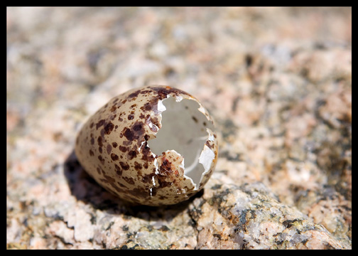 7_bird-eggshell