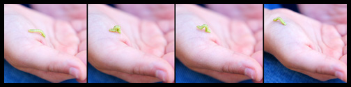 inchworm-in-hand