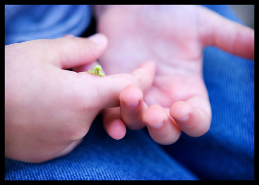 inchworm-on-childs-hand