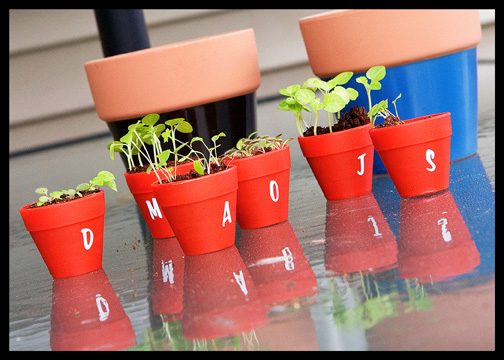 Re potting Our 6 Tiny Potted Plants