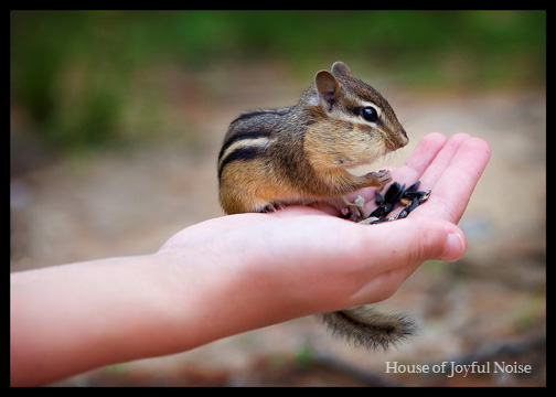 chipmunk in hand