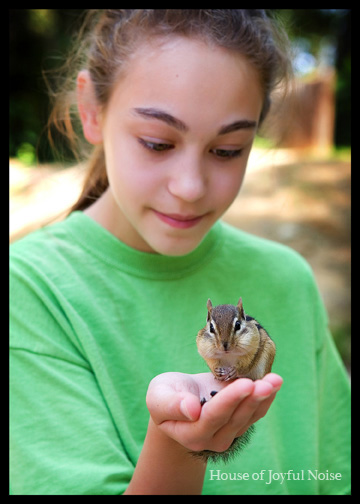 training chipmunks